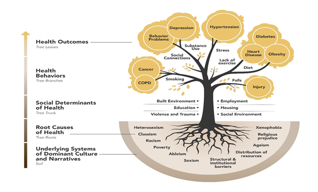 From top to bottom: Health Outcomes, Health Behaviors(Tree Leaves), Social Determinants of Health(Tree Branches), Root Causes of Health( Tree Trunk), Underlying Systems of Dominant Culture(Tree Roots) and Narratives(soil)
